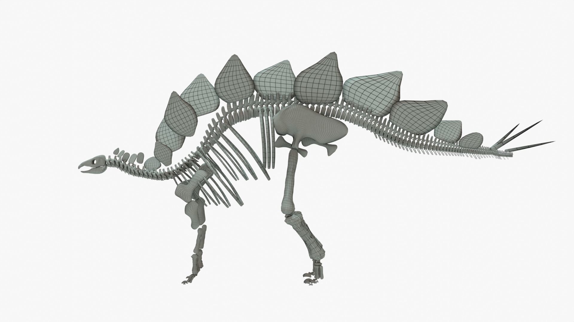 Stegosaurus Rigged Skeleton Low-poly 3D model_17