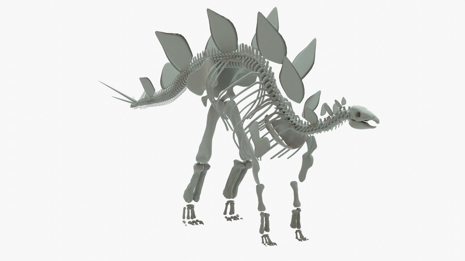 Stegosaurus Rigged Skeleton Low-poly 3D model_10