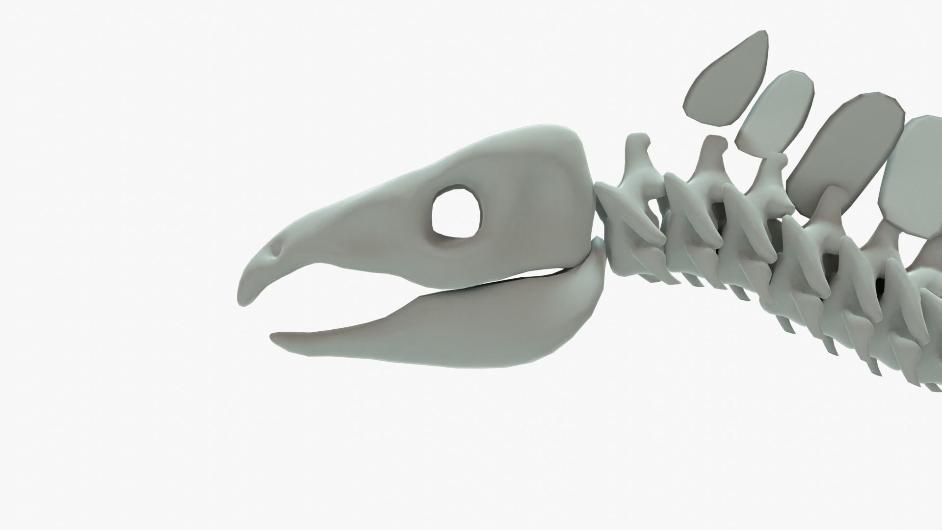 Stegosaurus Rigged Skeleton Low-poly 3D model_12