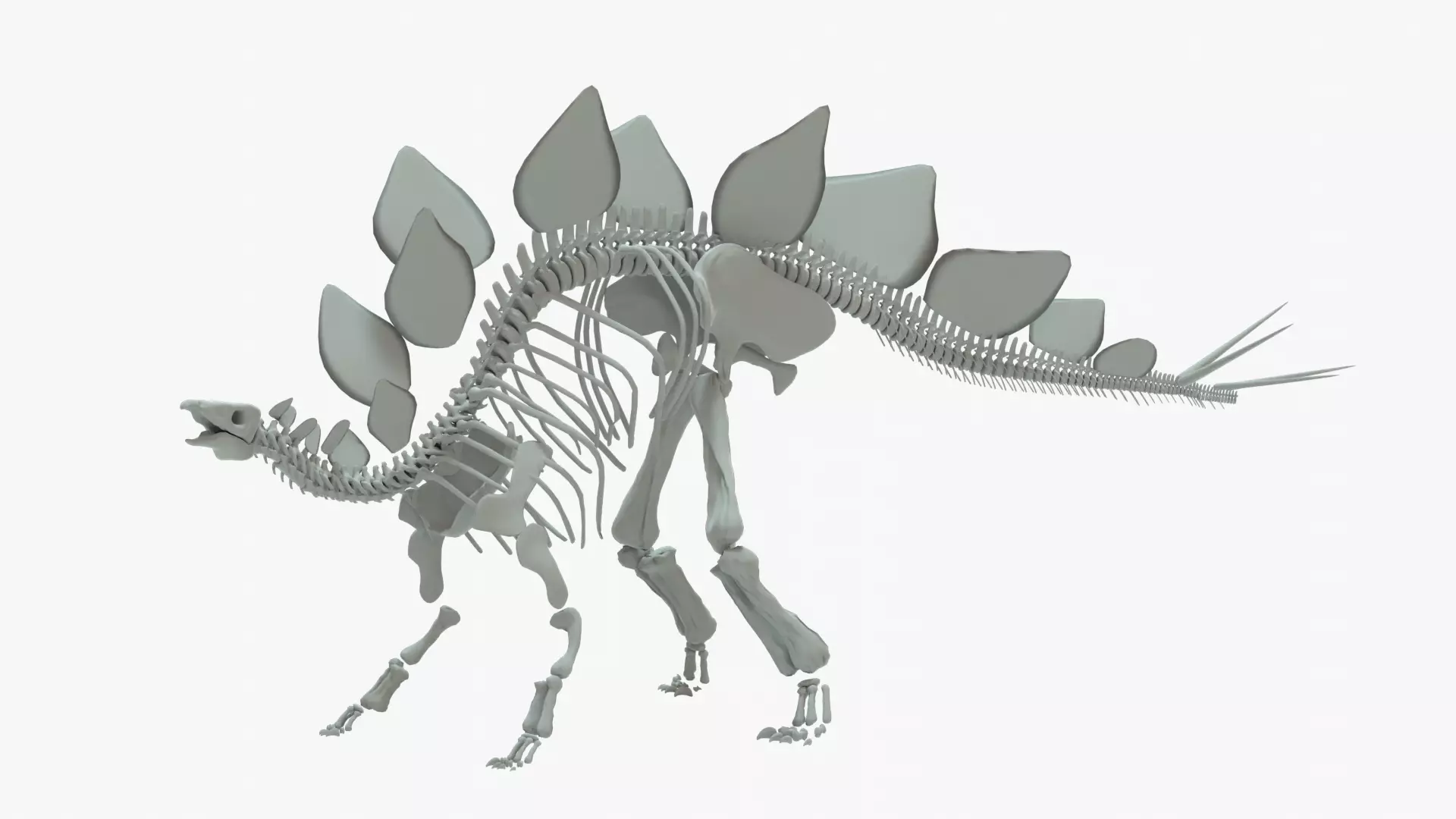 Stegosaurus Rigged Skeleton Low-poly 3D model_0