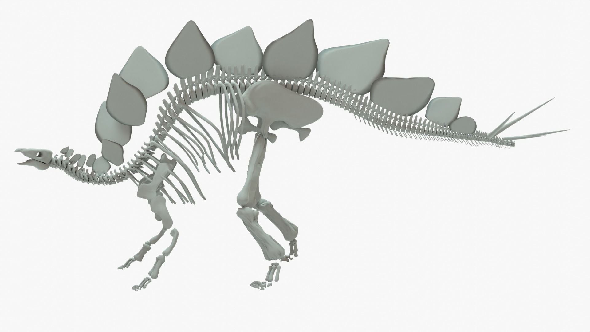 Stegosaurus Rigged Skeleton Low-poly 3D model_1
