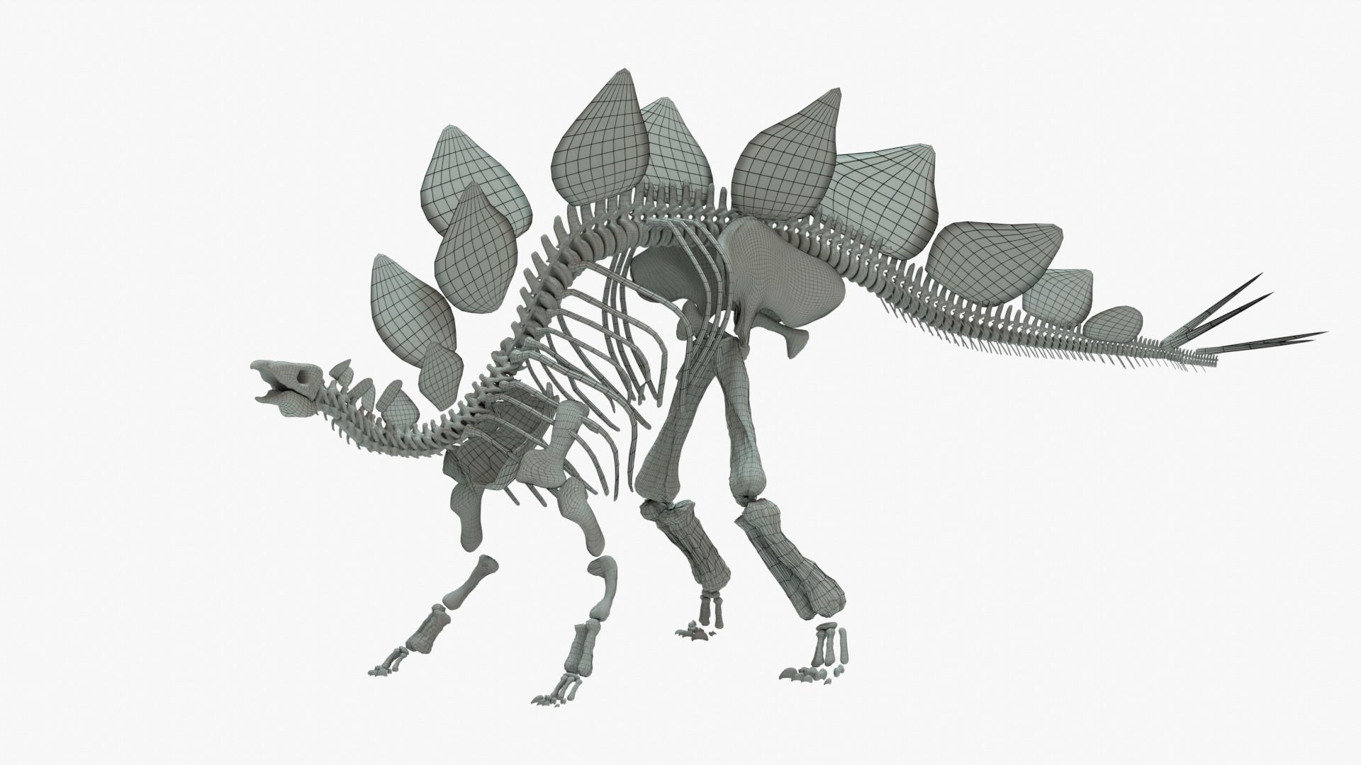 Stegosaurus Rigged Skeleton Low-poly 3D model_15