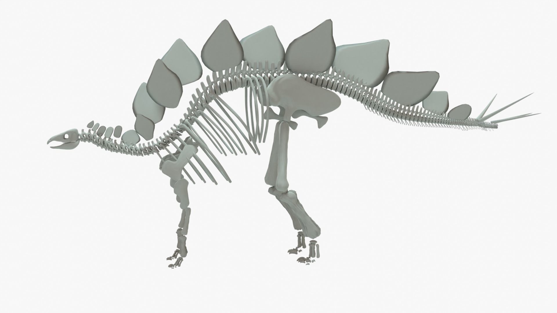 Stegosaurus Rigged Skeleton Low-poly 3D model_7