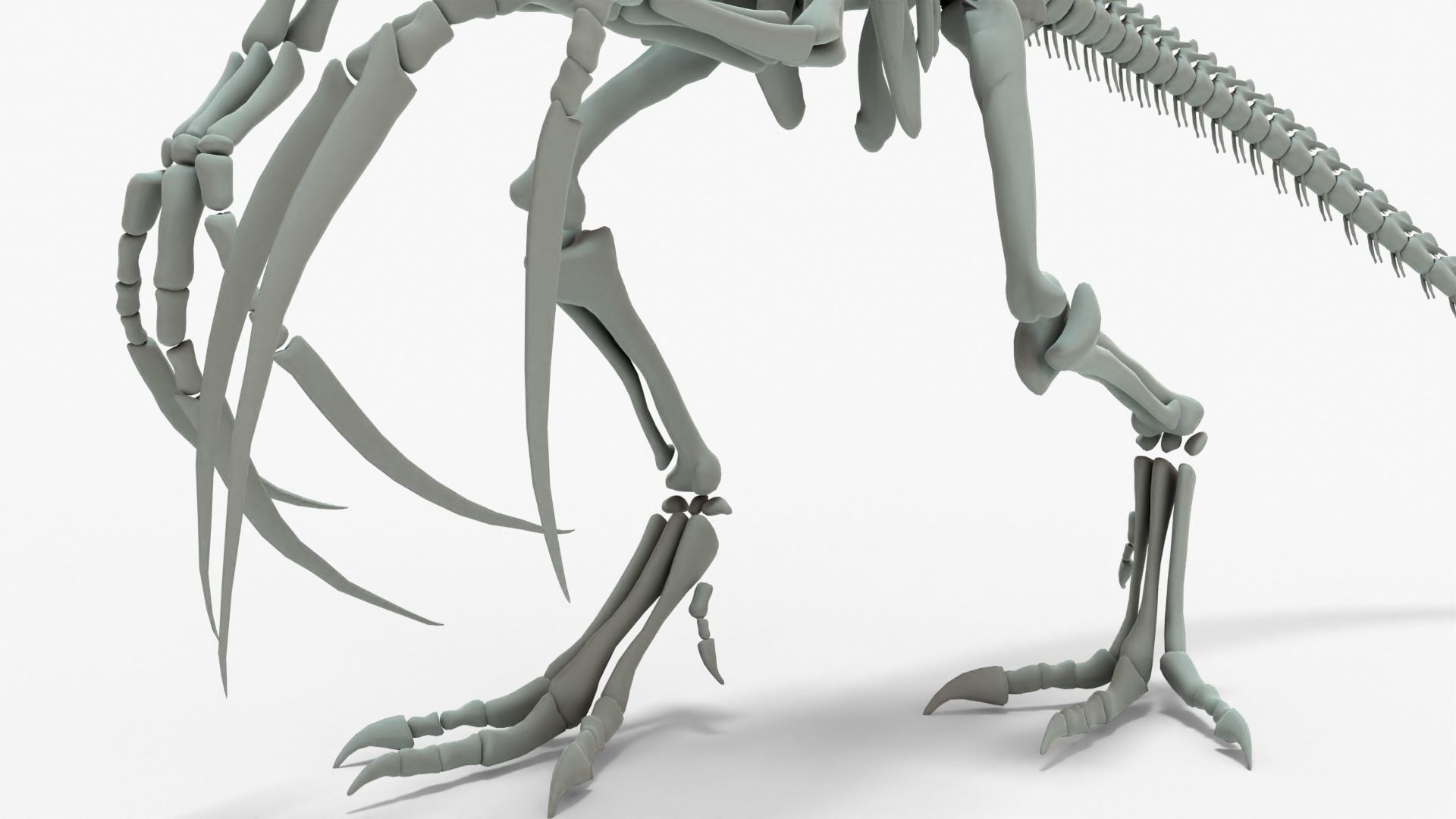 Therizinosaurus Rigged Skeleton Low-poly 3D model_9