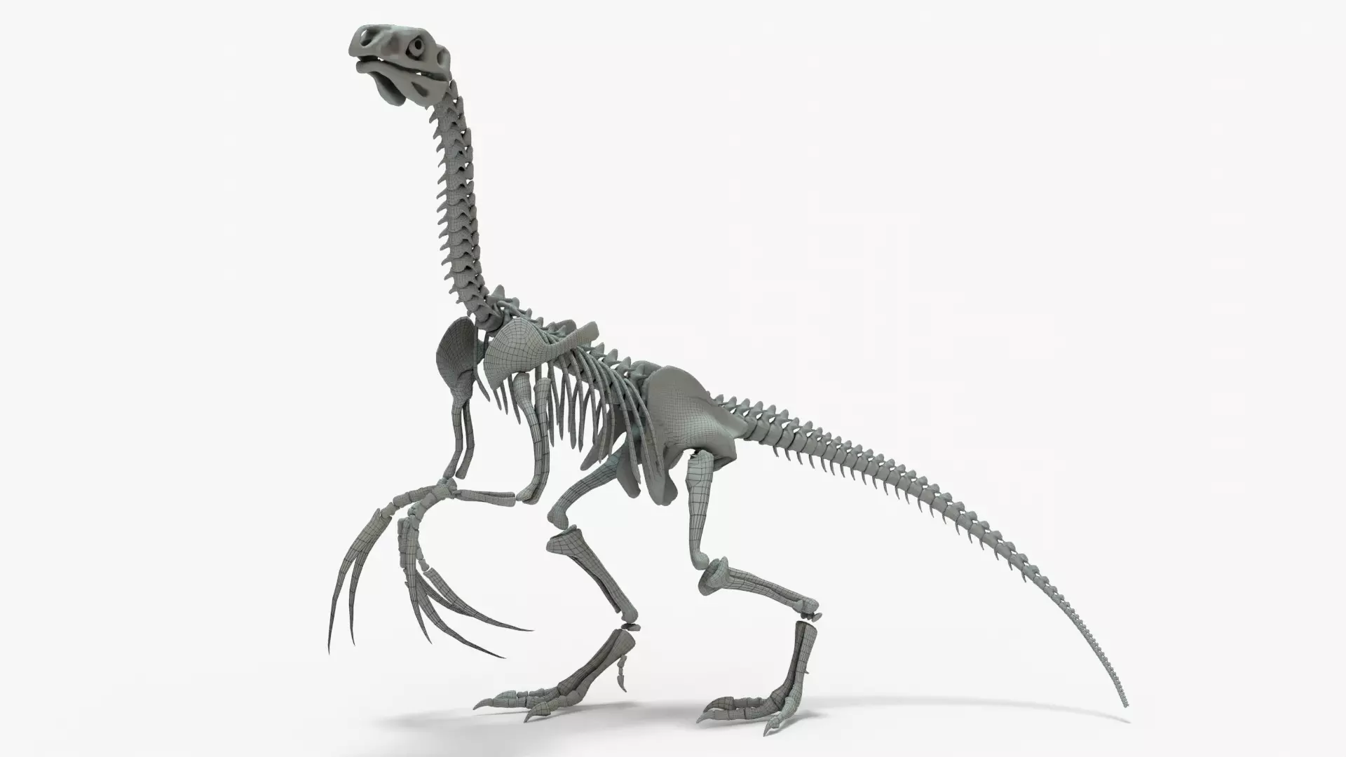 Therizinosaurus Rigged Skeleton Low-poly 3D model_0