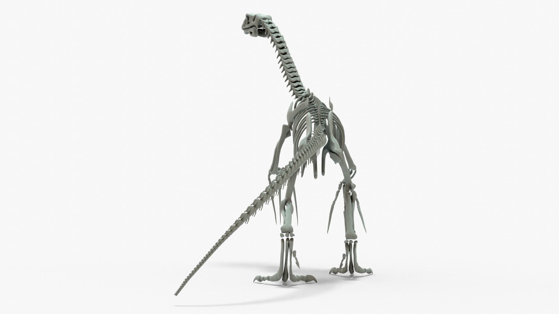 Therizinosaurus Rigged Skeleton Low-poly 3D model_1