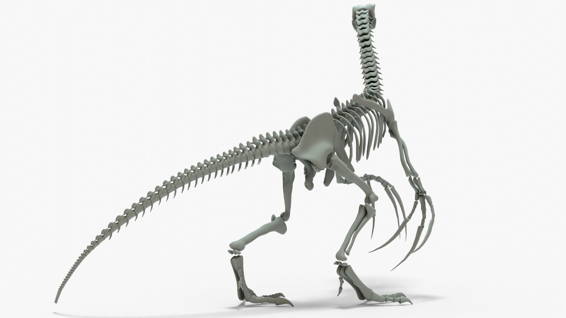 Therizinosaurus Rigged Skeleton Low-poly 3D model_14