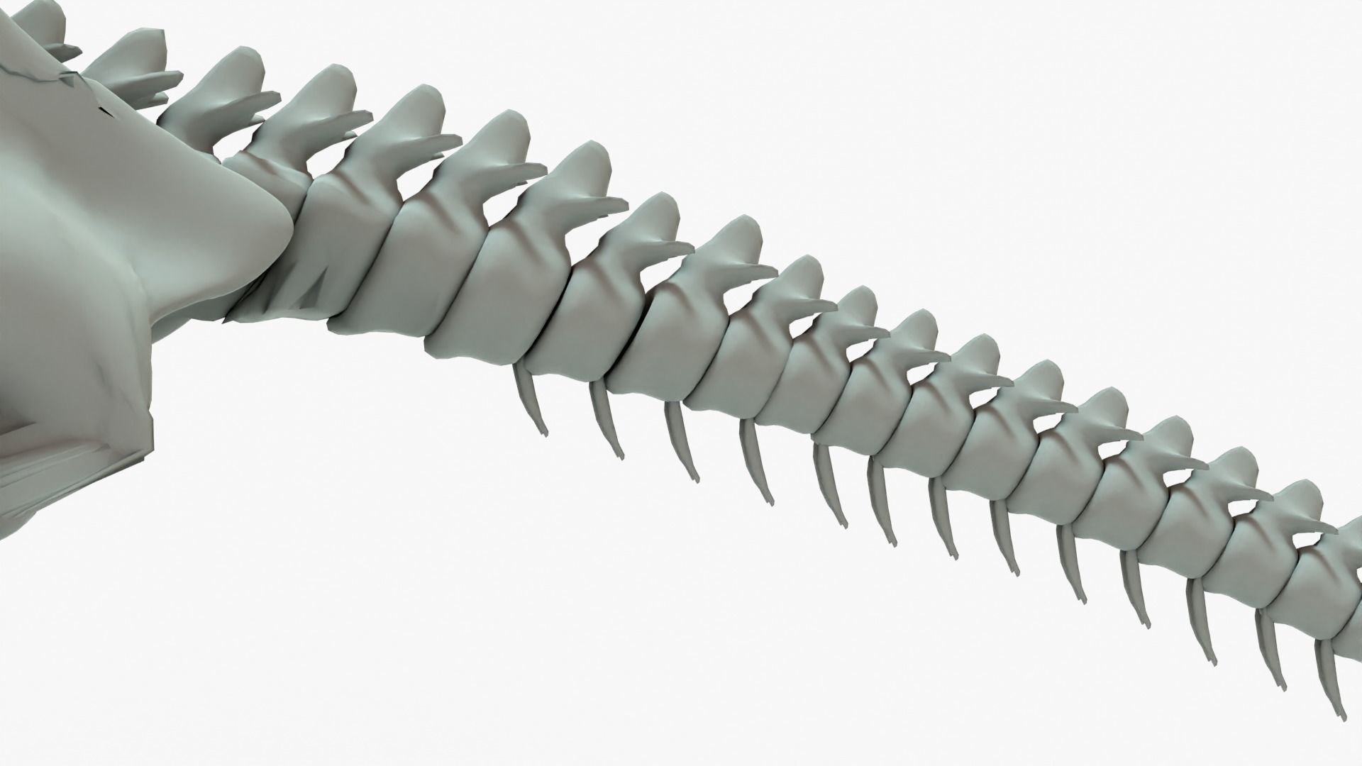 Therizinosaurus Rigged Skeleton Low-poly 3D model_10