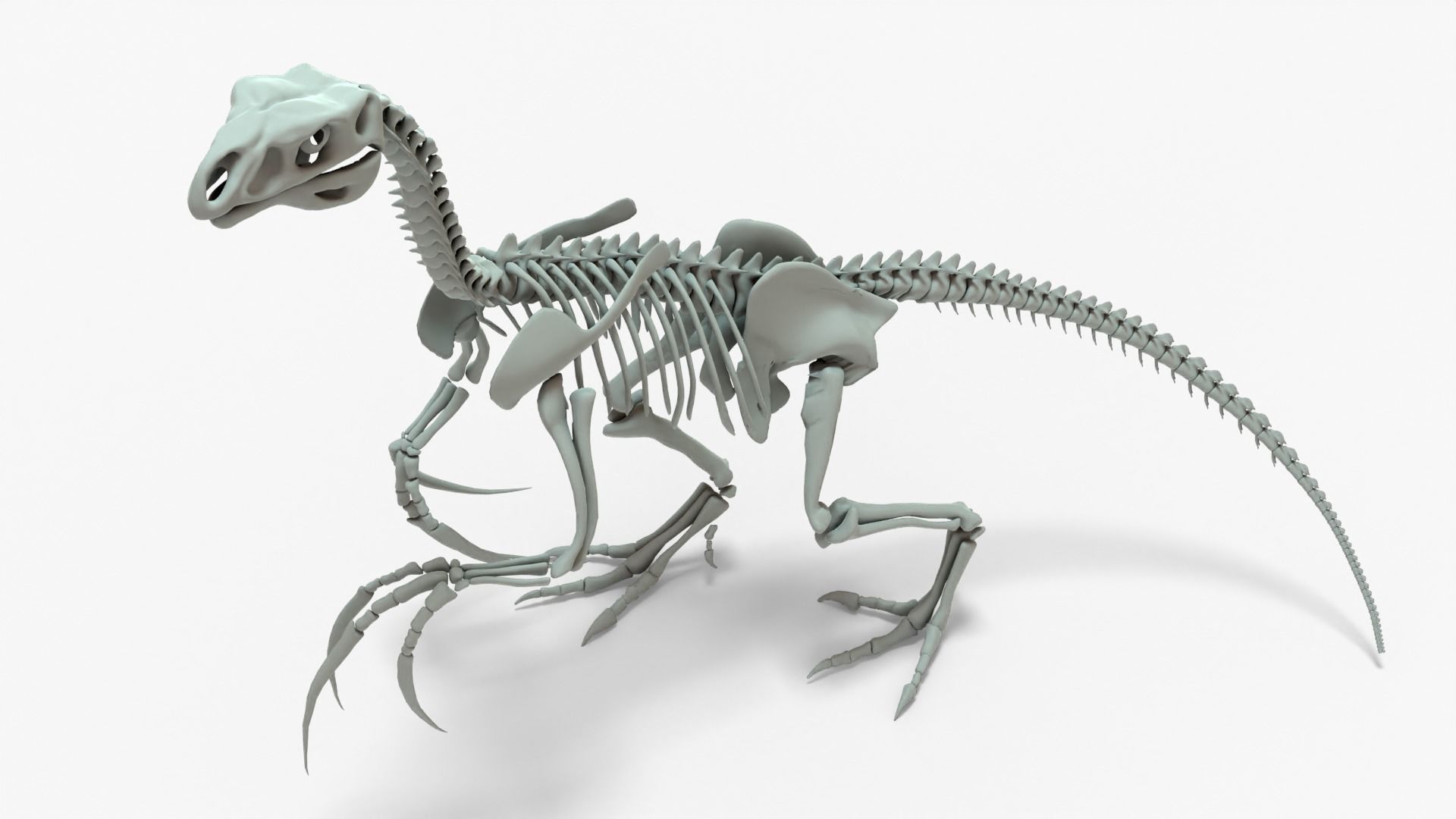 Therizinosaurus Rigged Skeleton Low-poly 3D model_3