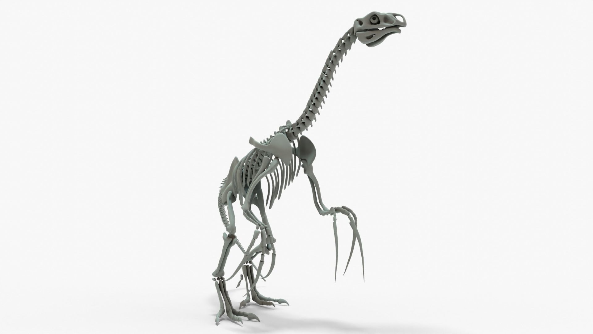 Therizinosaurus Rigged Skeleton Low-poly 3D model_2