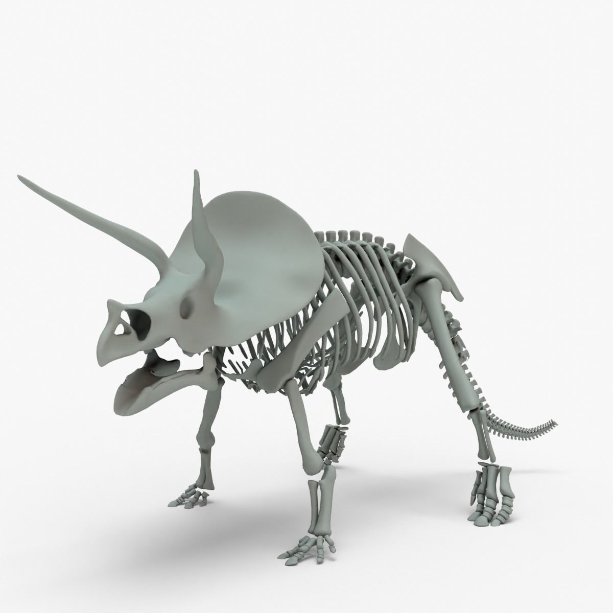 Triceratops Rigged Skeleton Low-poly 3D model_13