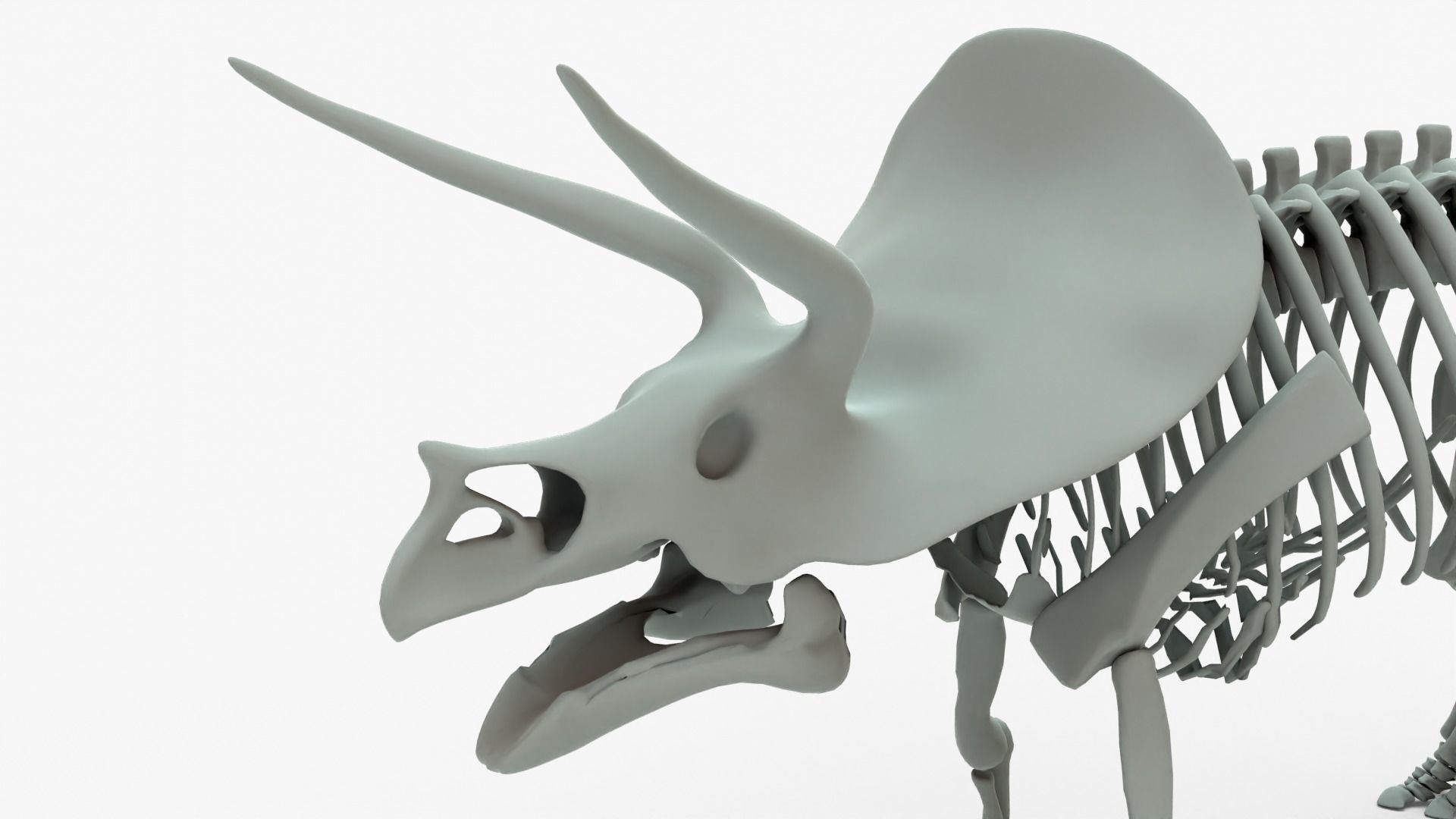 Triceratops Rigged Skeleton Low-poly 3D model_4