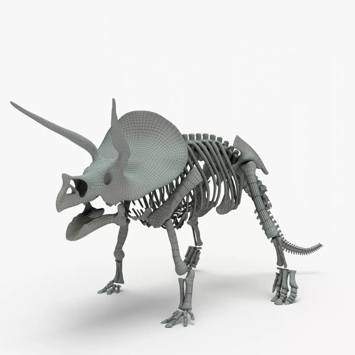 Triceratops Rigged Skeleton Low-poly 3D model_0