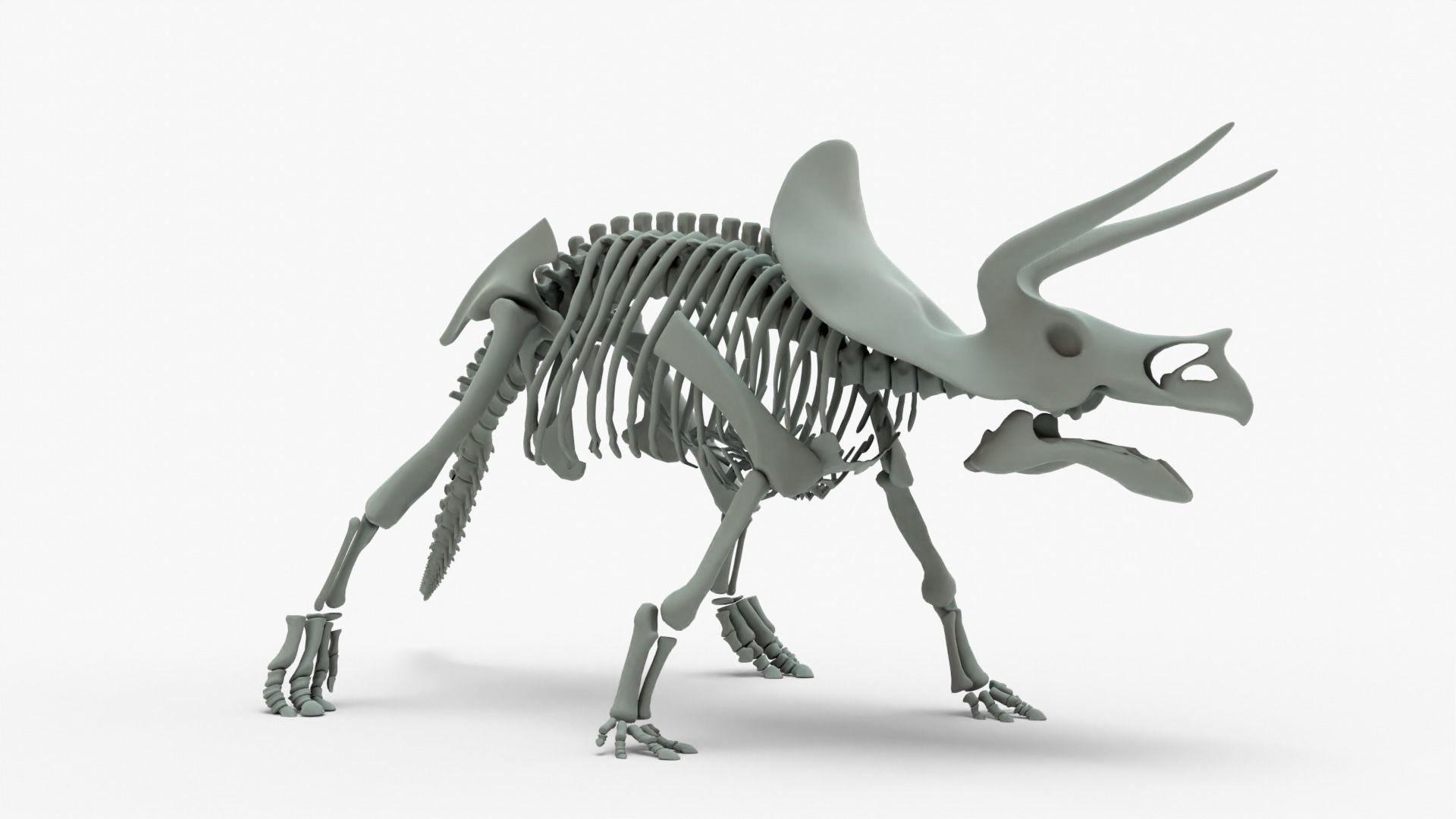 Triceratops Rigged Skeleton Low-poly 3D model_9