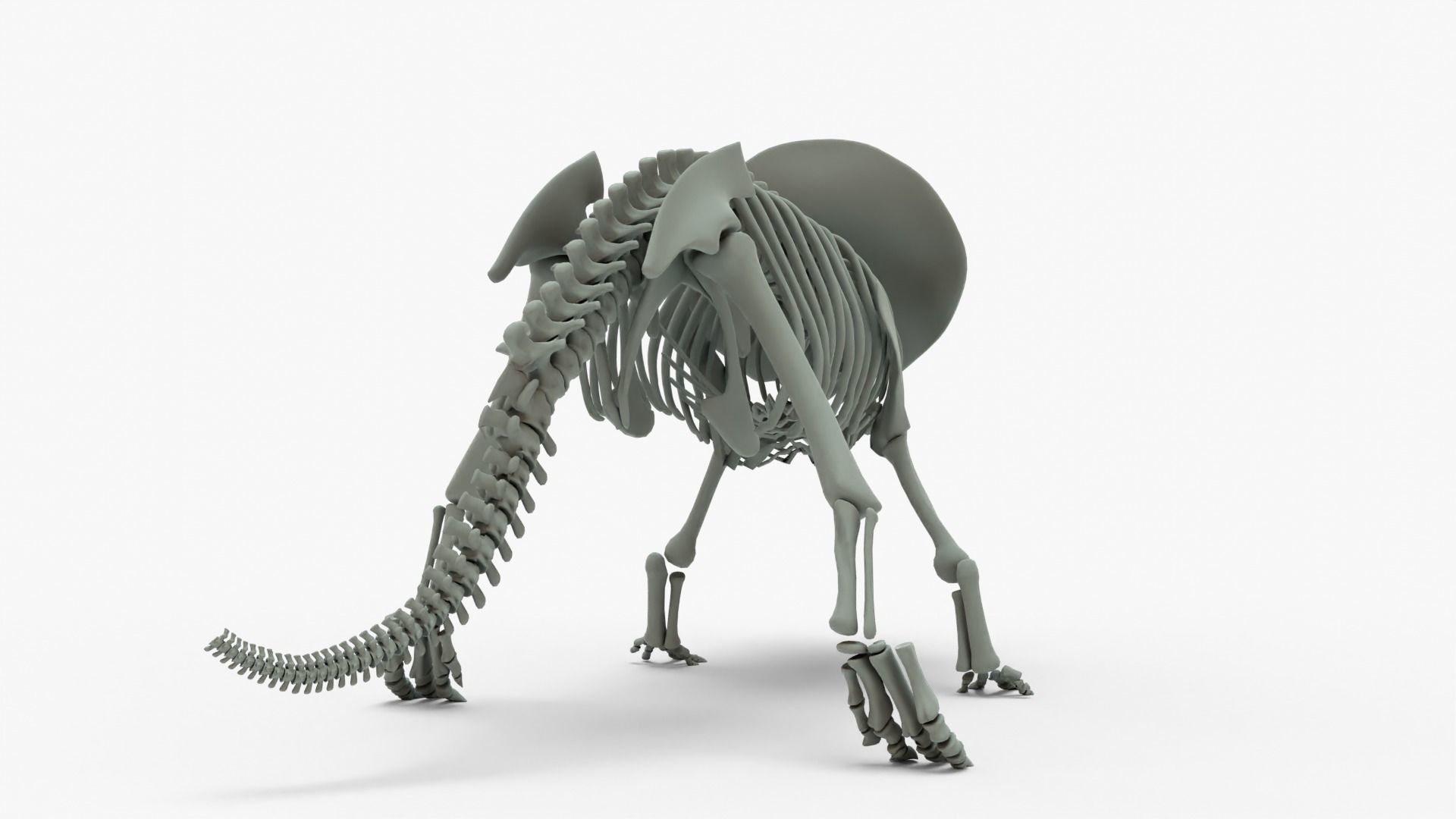 Triceratops Rigged Skeleton Low-poly 3D model_18