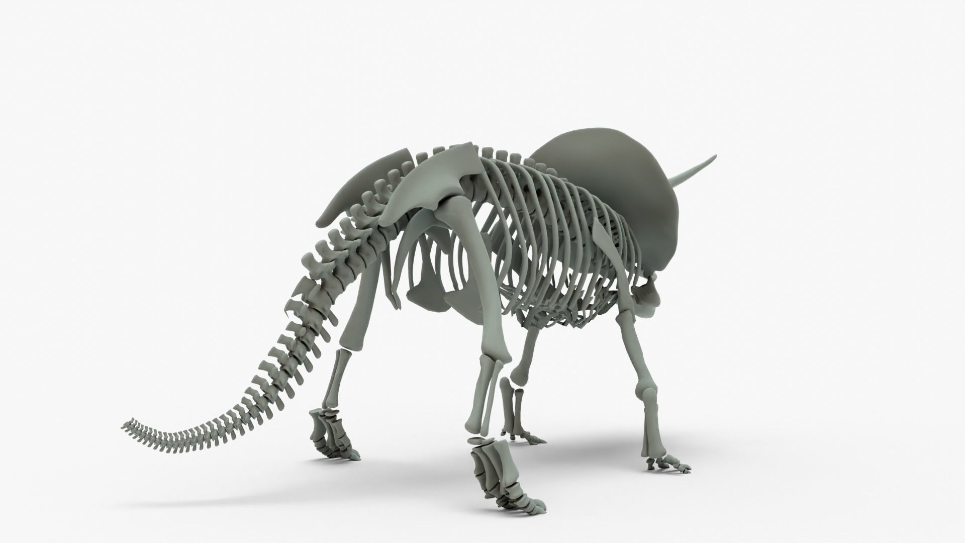 Triceratops Rigged Skeleton Low-poly 3D model_8