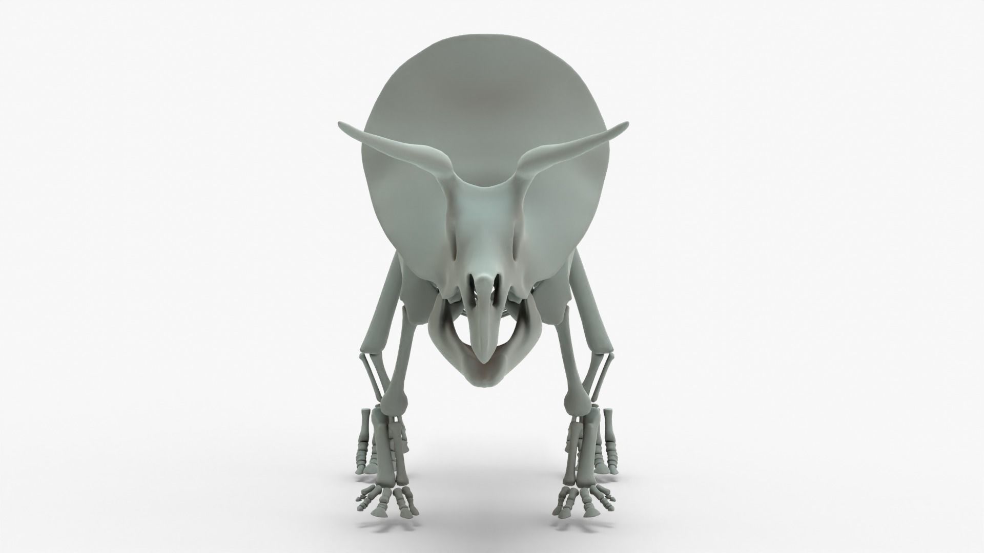 Triceratops Rigged Skeleton Low-poly 3D model_15