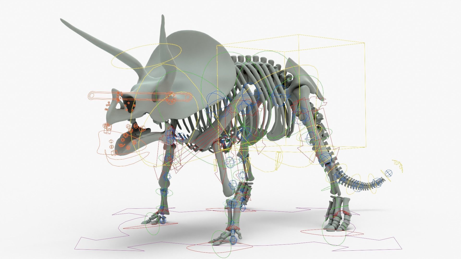 Triceratops Rigged Skeleton Low-poly 3D model_19