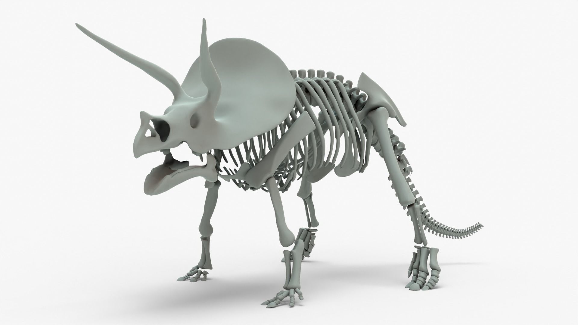 Triceratops Rigged Skeleton Low-poly 3D model_1