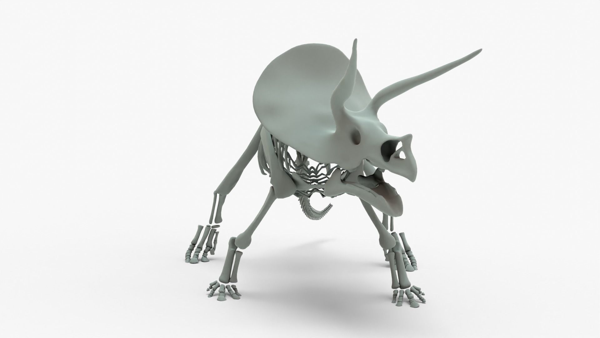 Triceratops Rigged Skeleton Low-poly 3D model_11