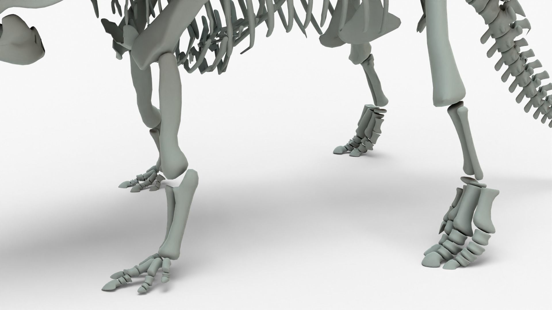 Triceratops Rigged Skeleton Low-poly 3D model_5