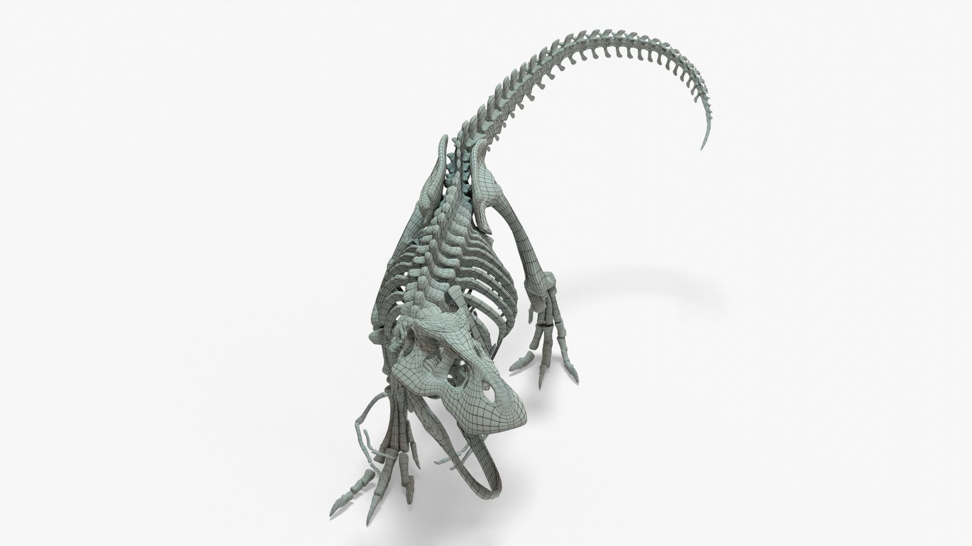 Tyrannosaurus Rex Rigged Skeleton Low-poly 3D model_12