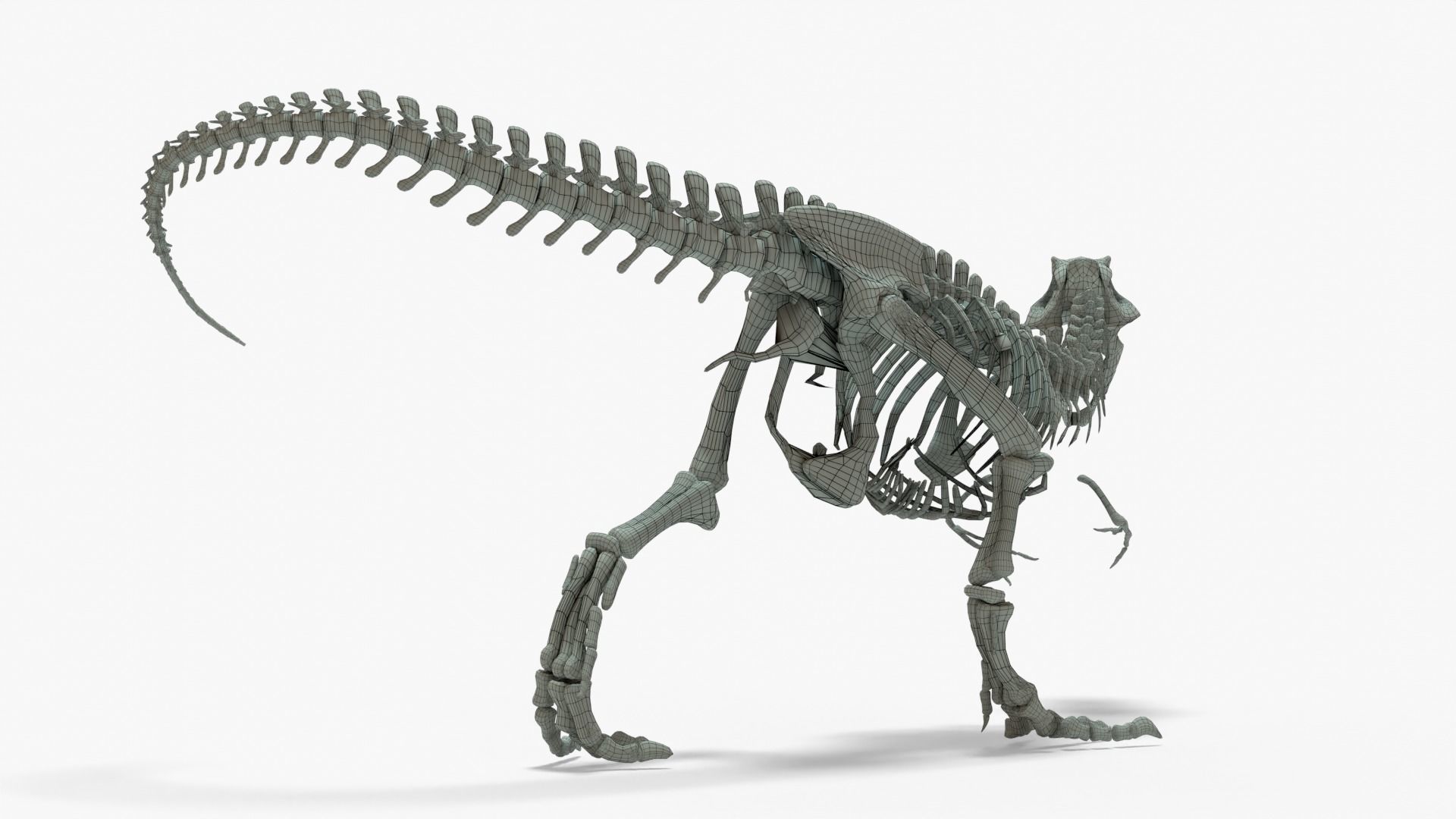 Tyrannosaurus Rex Rigged Skeleton Low-poly 3D model_10