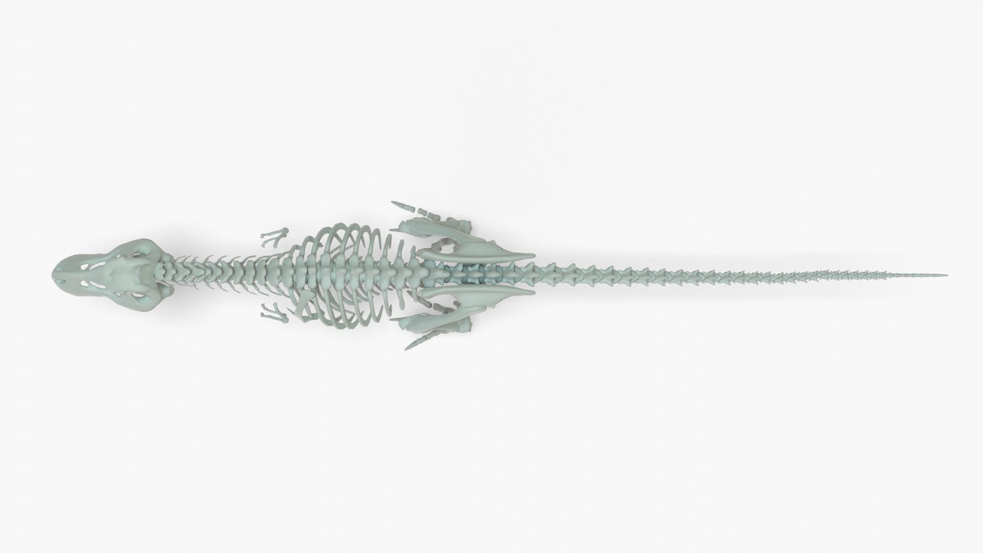 Tyrannosaurus Rex Rigged Skeleton Low-poly 3D model_17