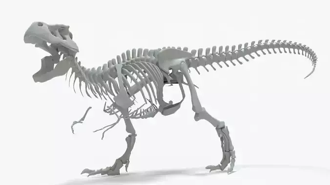 Tyrannosaurus Rex Rigged Skeleton Low-poly 3D model