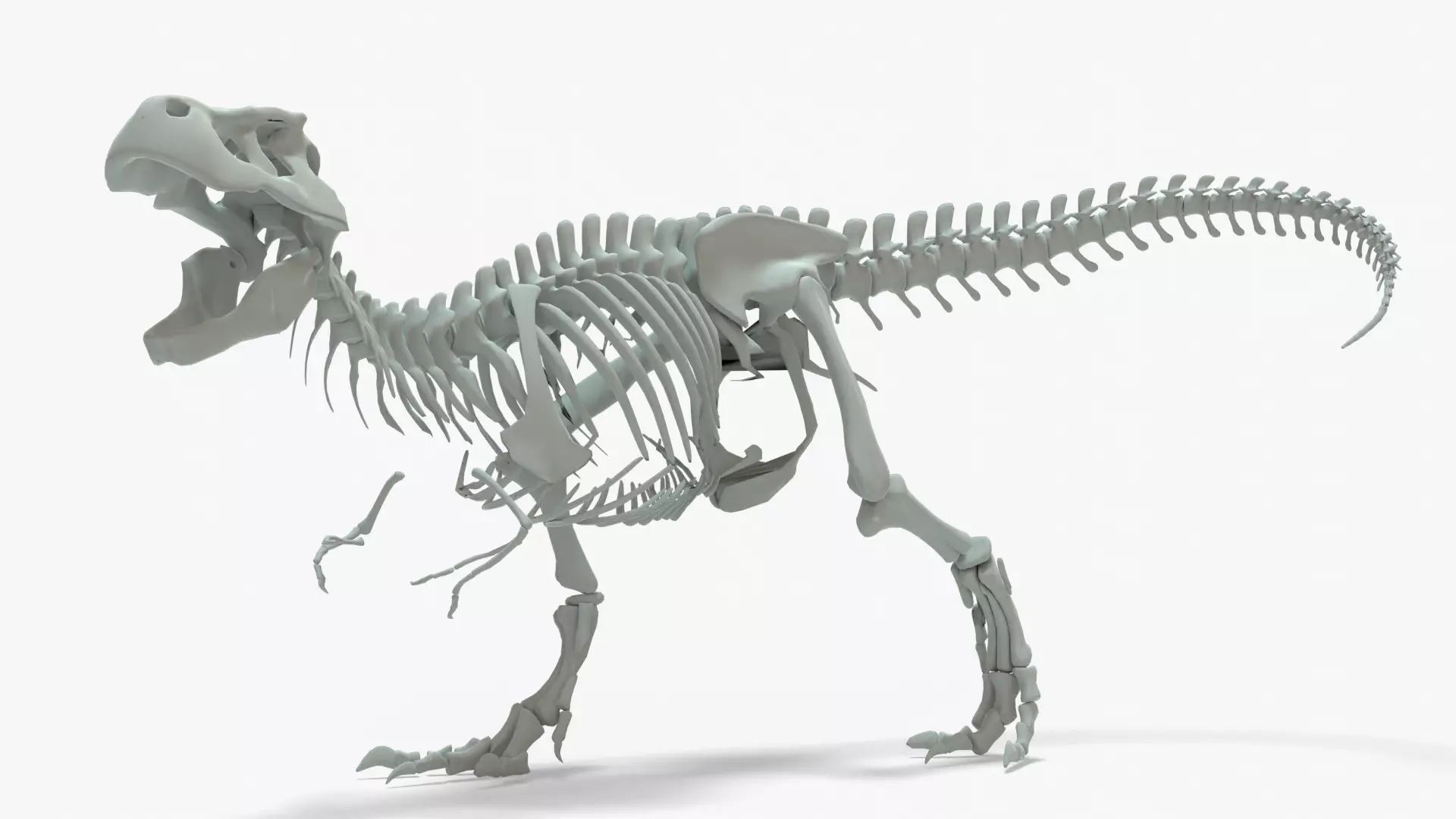 Tyrannosaurus Rex Rigged Skeleton Low-poly 3D model_0