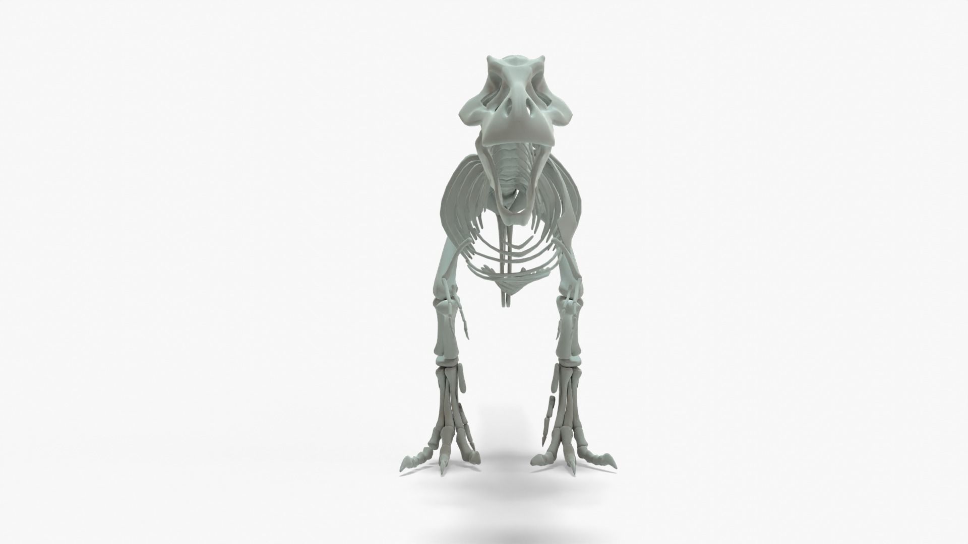 Tyrannosaurus Rex Rigged Skeleton Low-poly 3D model_15