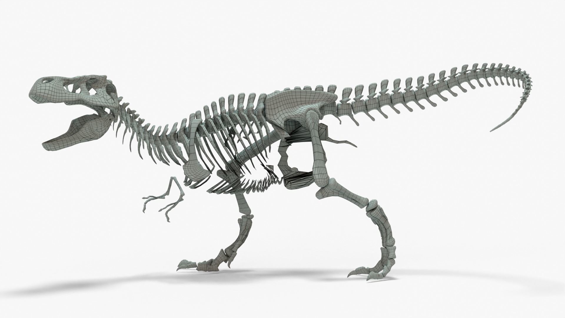 Tyrannosaurus Rex Rigged Skeleton Low-poly 3D model_8