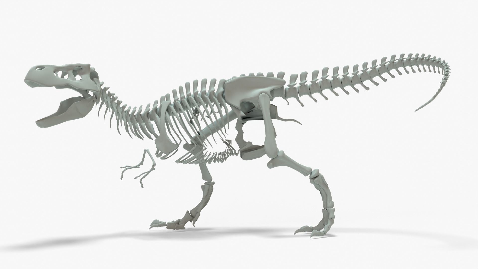 Tyrannosaurus Rex Rigged Skeleton Low-poly 3D model_2