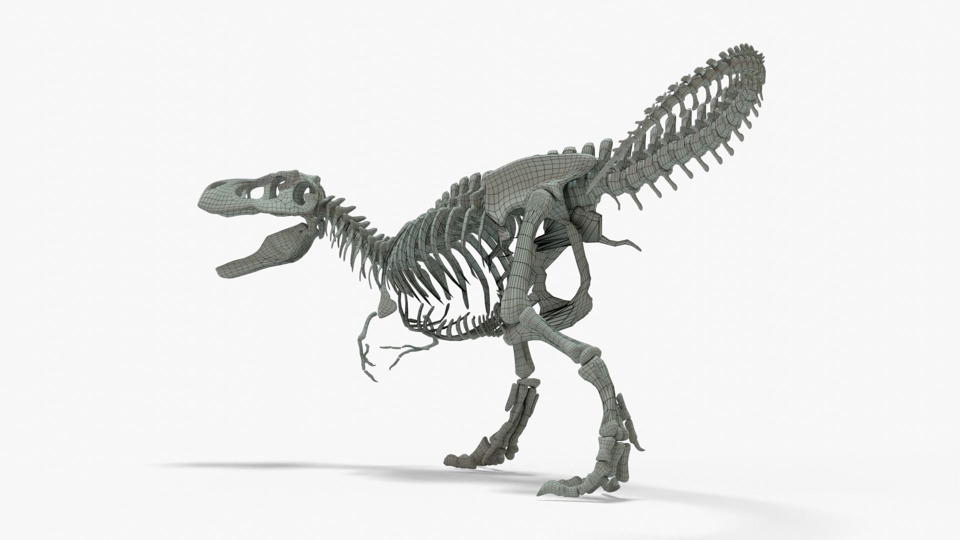Tyrannosaurus Rex Rigged Skeleton Low-poly 3D model_9