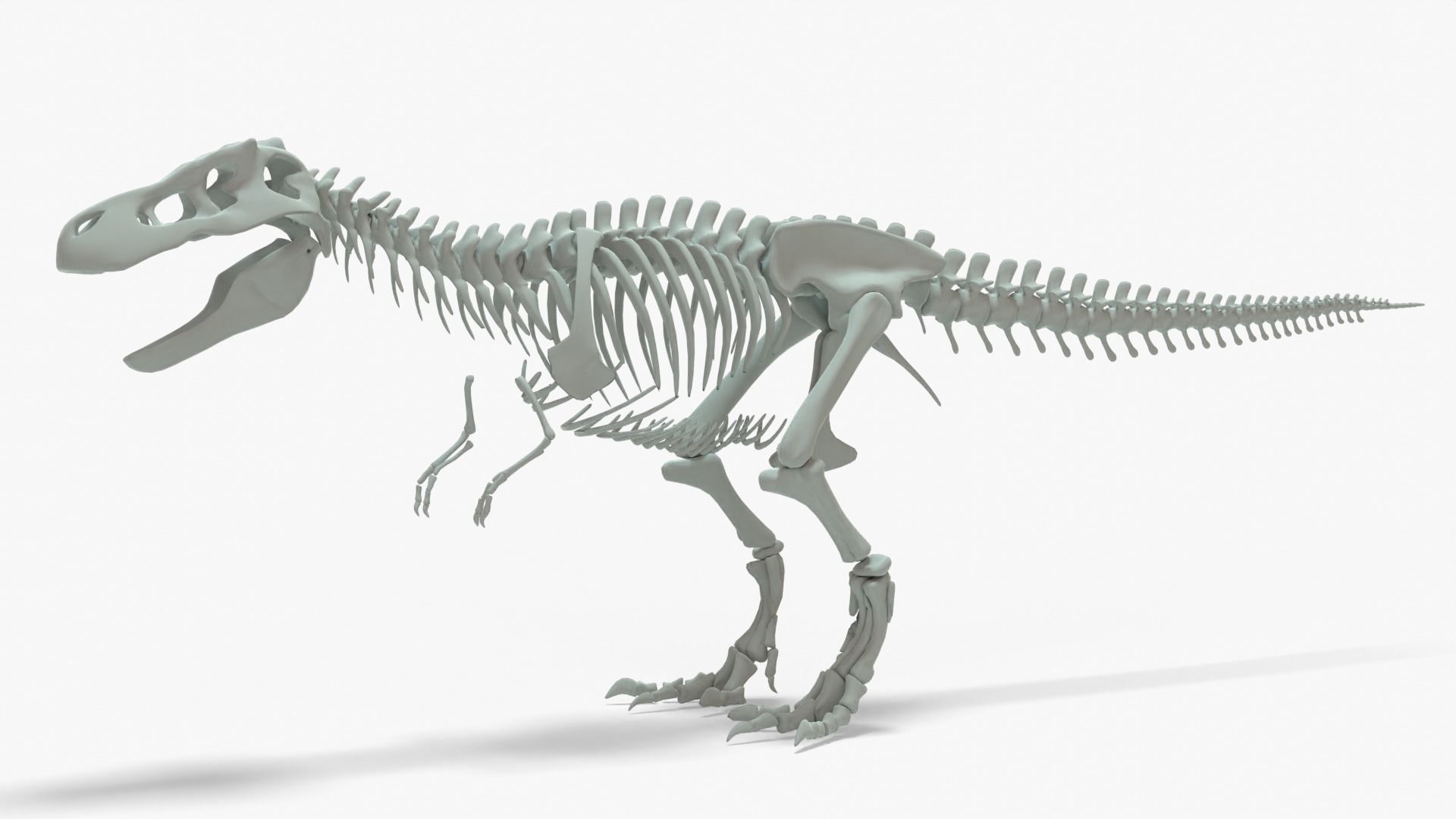 Tyrannosaurus Rex Rigged Skeleton Low-poly 3D model_1