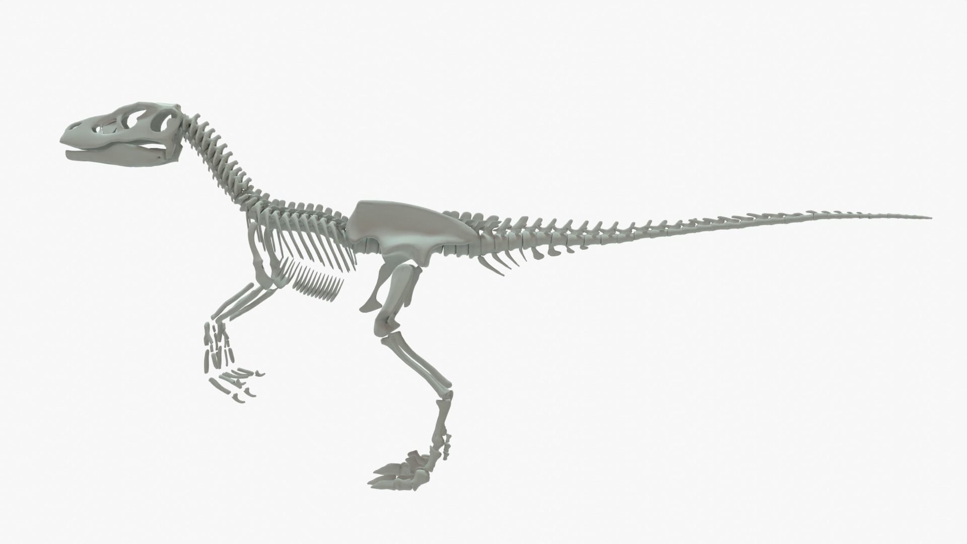 Velociraptor Rigged Skeleton Low-poly 3D model_15