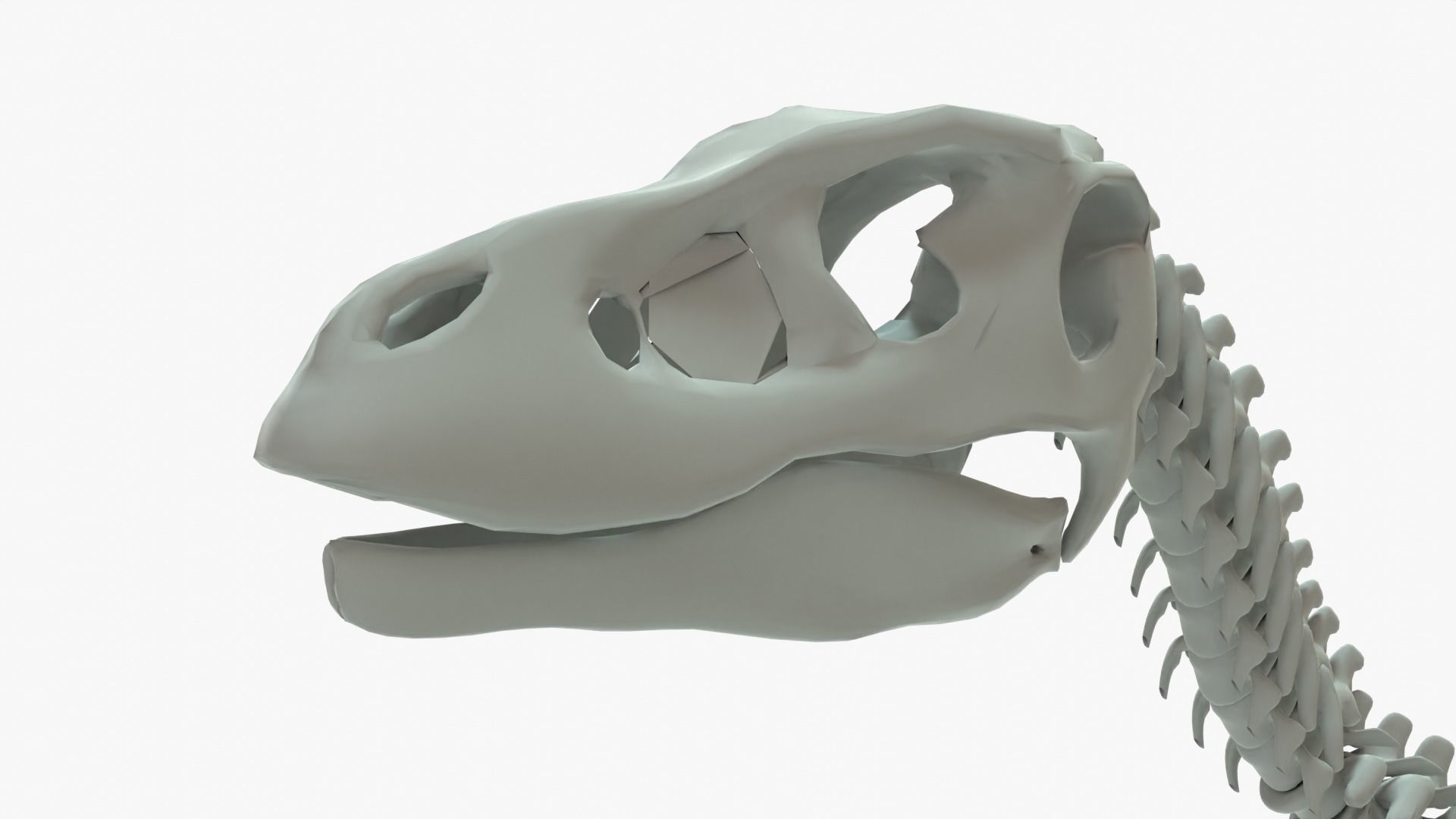 Velociraptor Rigged Skeleton Low-poly 3D model_11