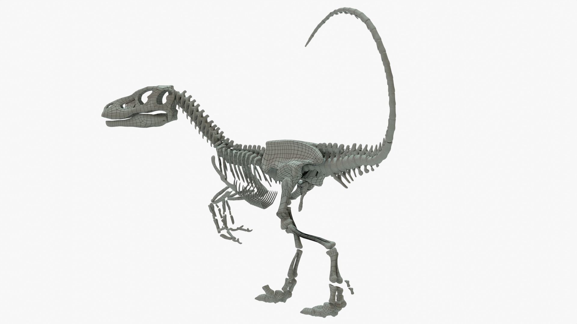 Velociraptor Rigged Skeleton Low-poly 3D model_4