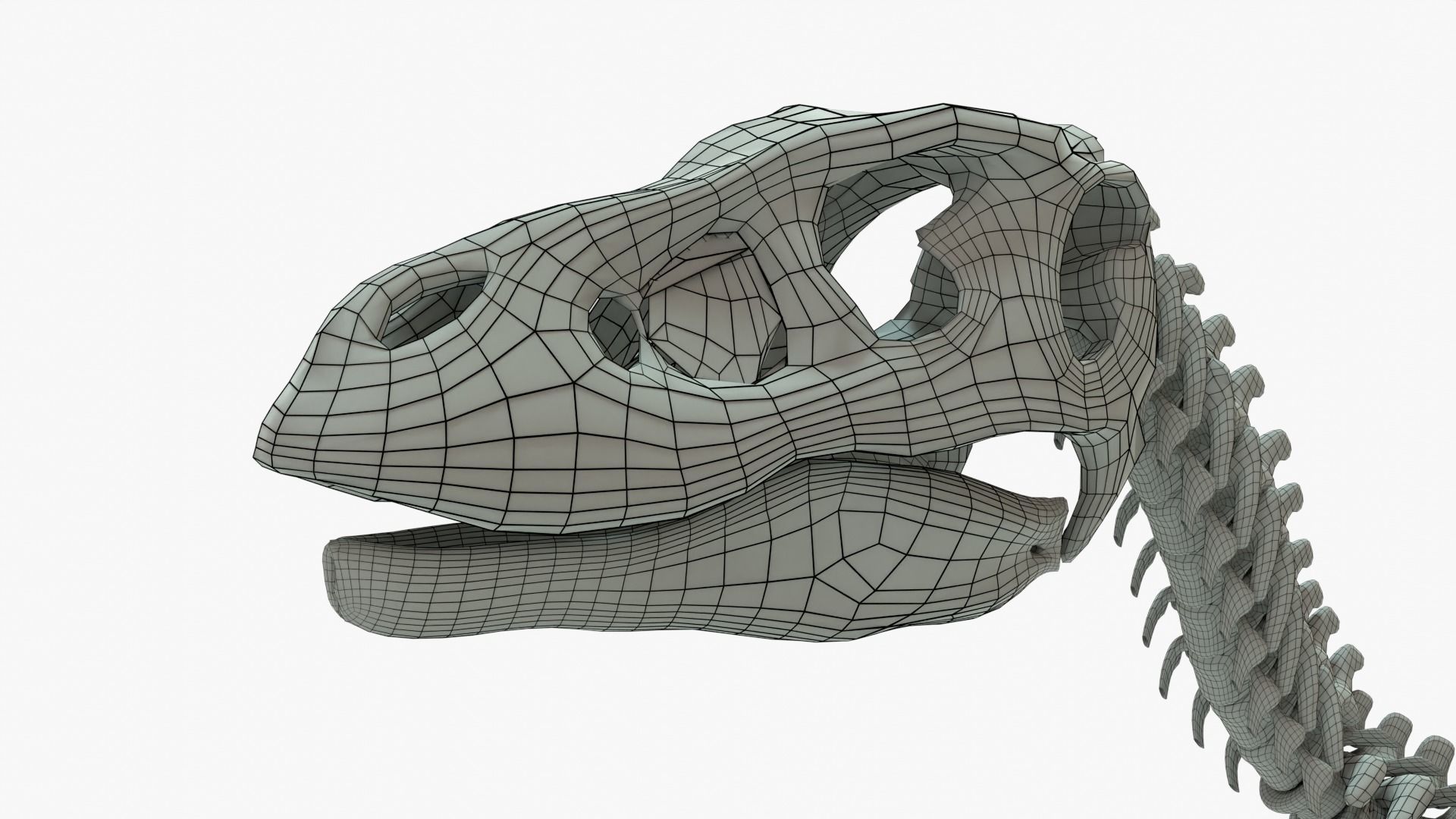Velociraptor Rigged Skeleton Low-poly 3D model_13