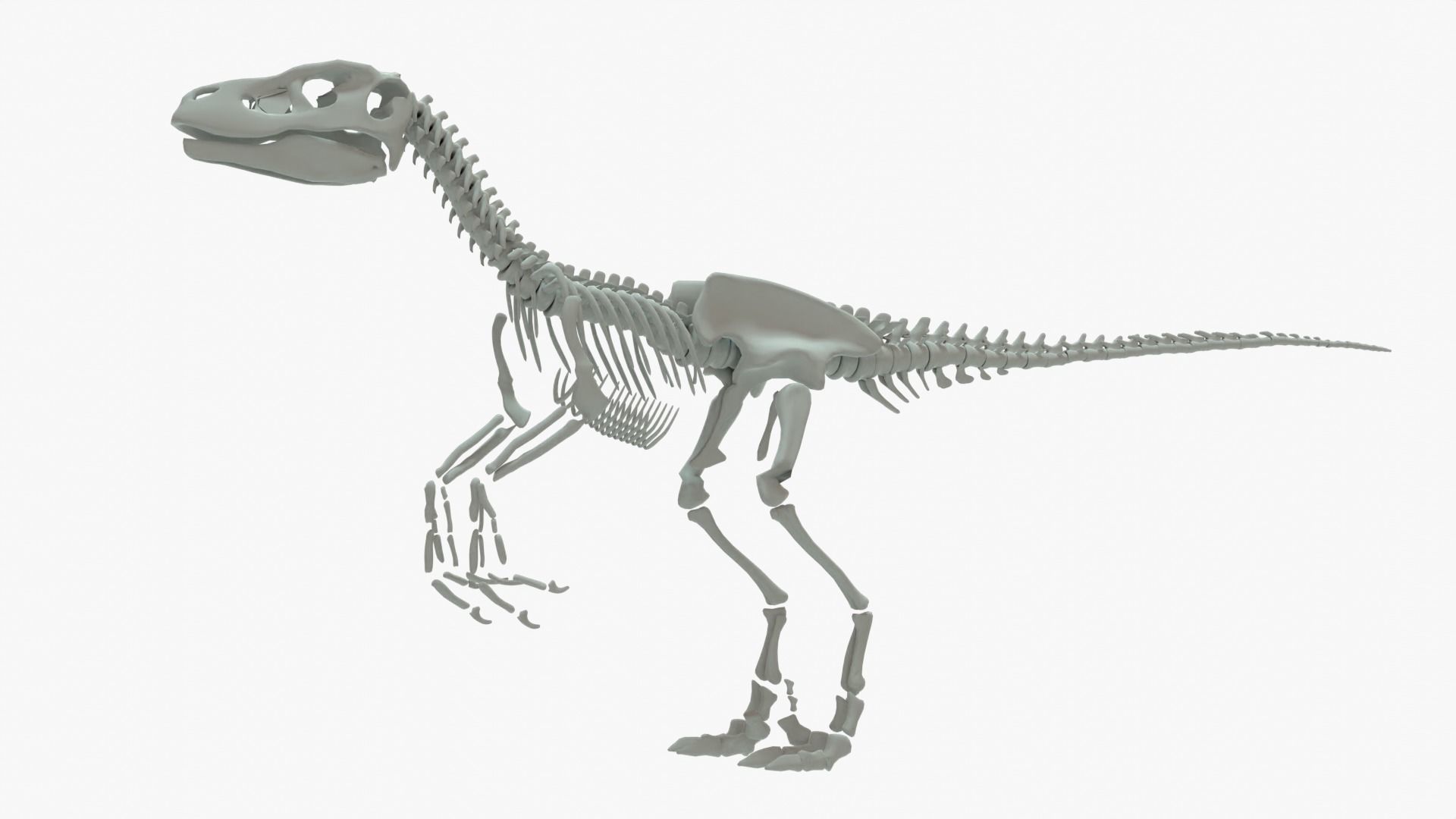 Velociraptor Rigged Skeleton Low-poly 3D model_12