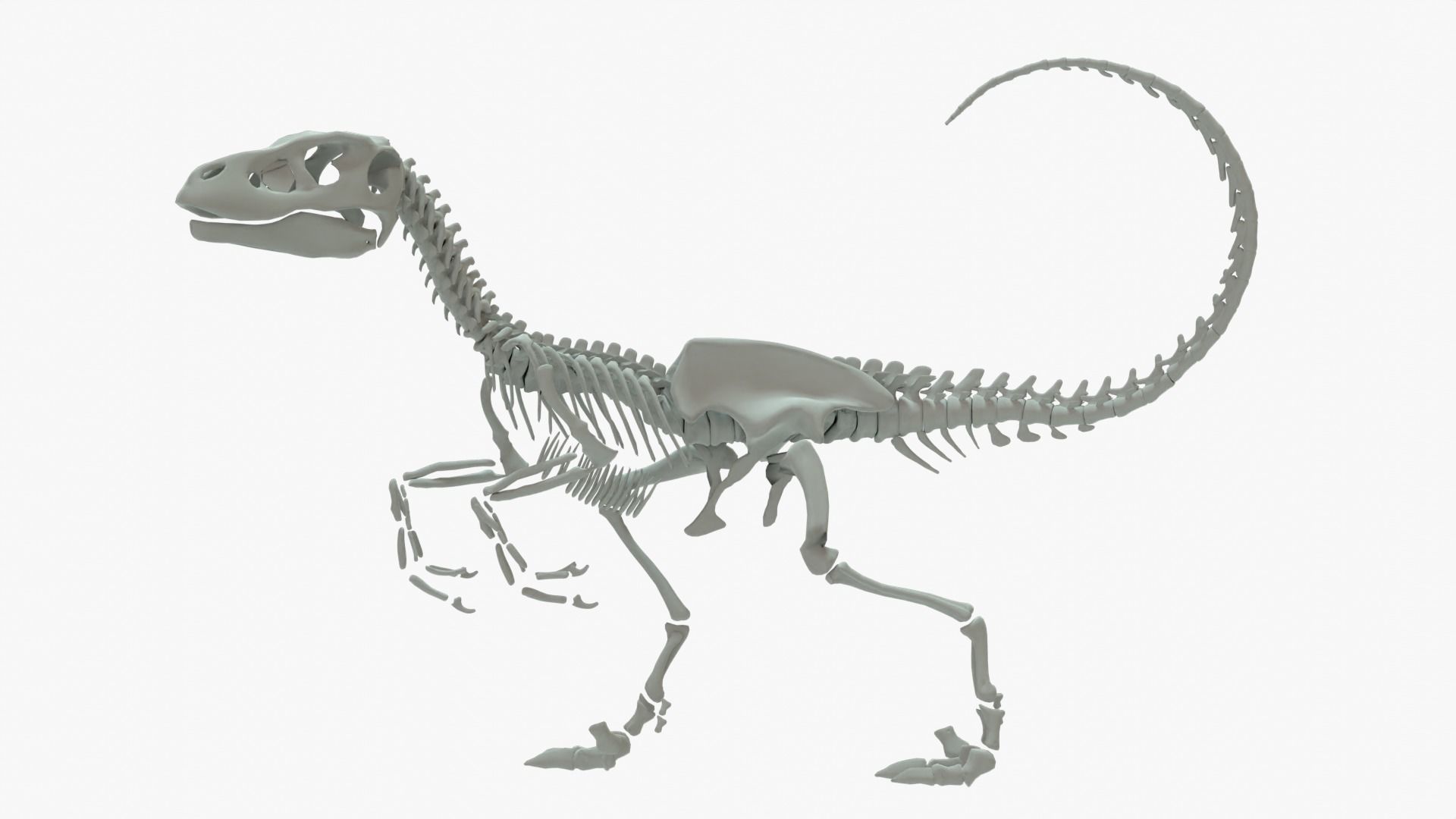 Velociraptor Rigged Skeleton Low-poly 3D model_1