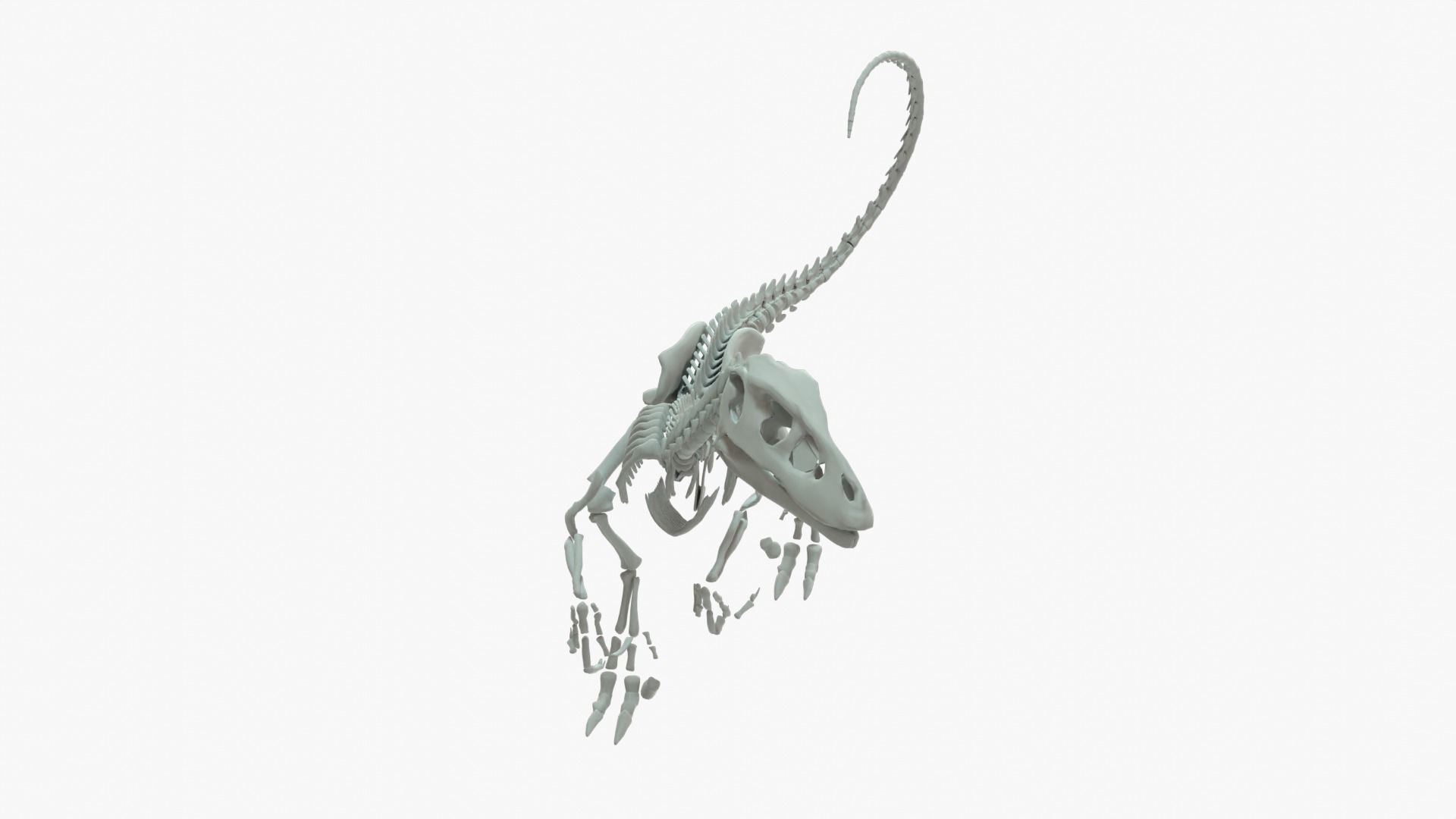 Velociraptor Rigged Skeleton Low-poly 3D model_9