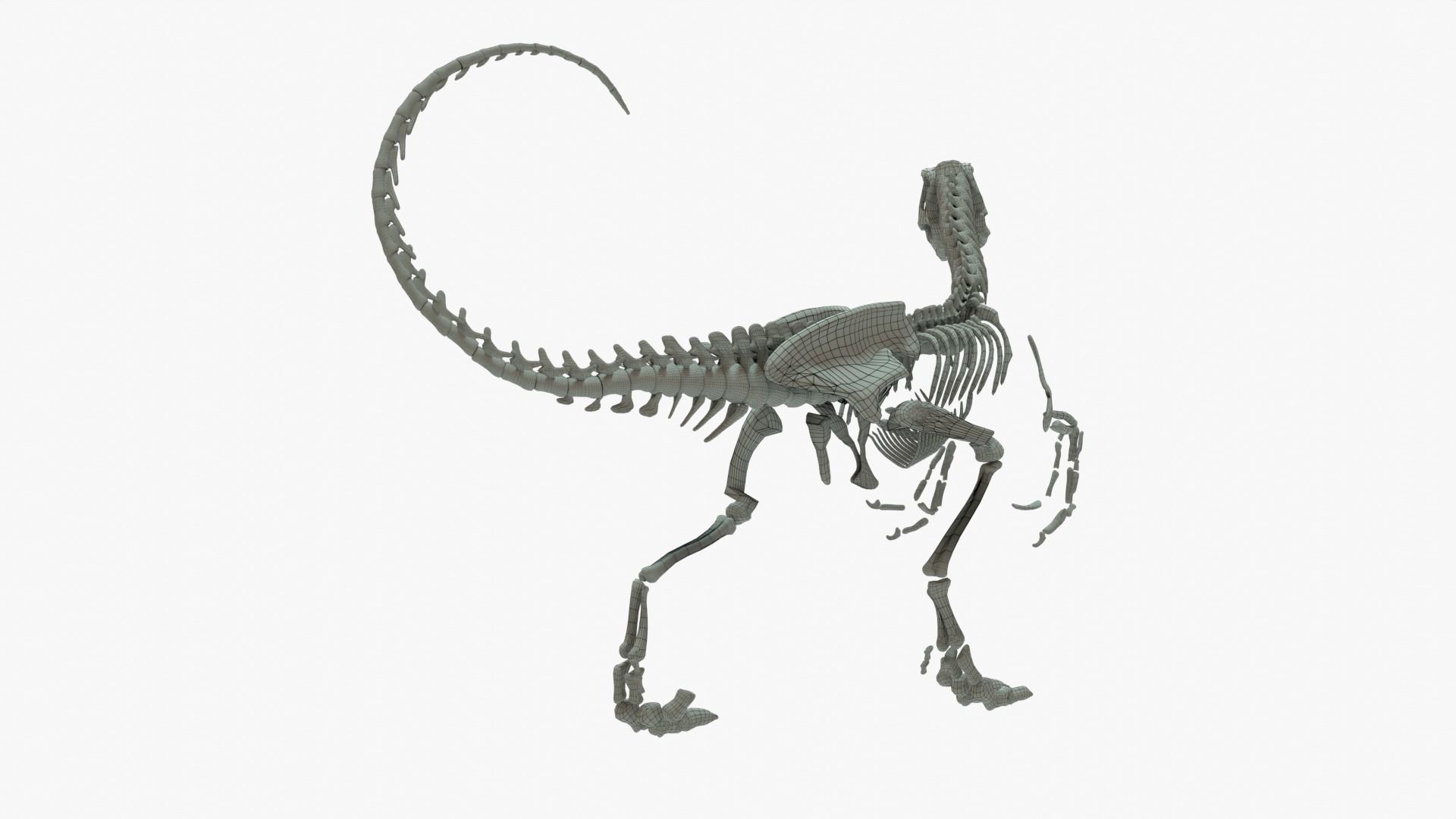 Velociraptor Rigged Skeleton Low-poly 3D model_6