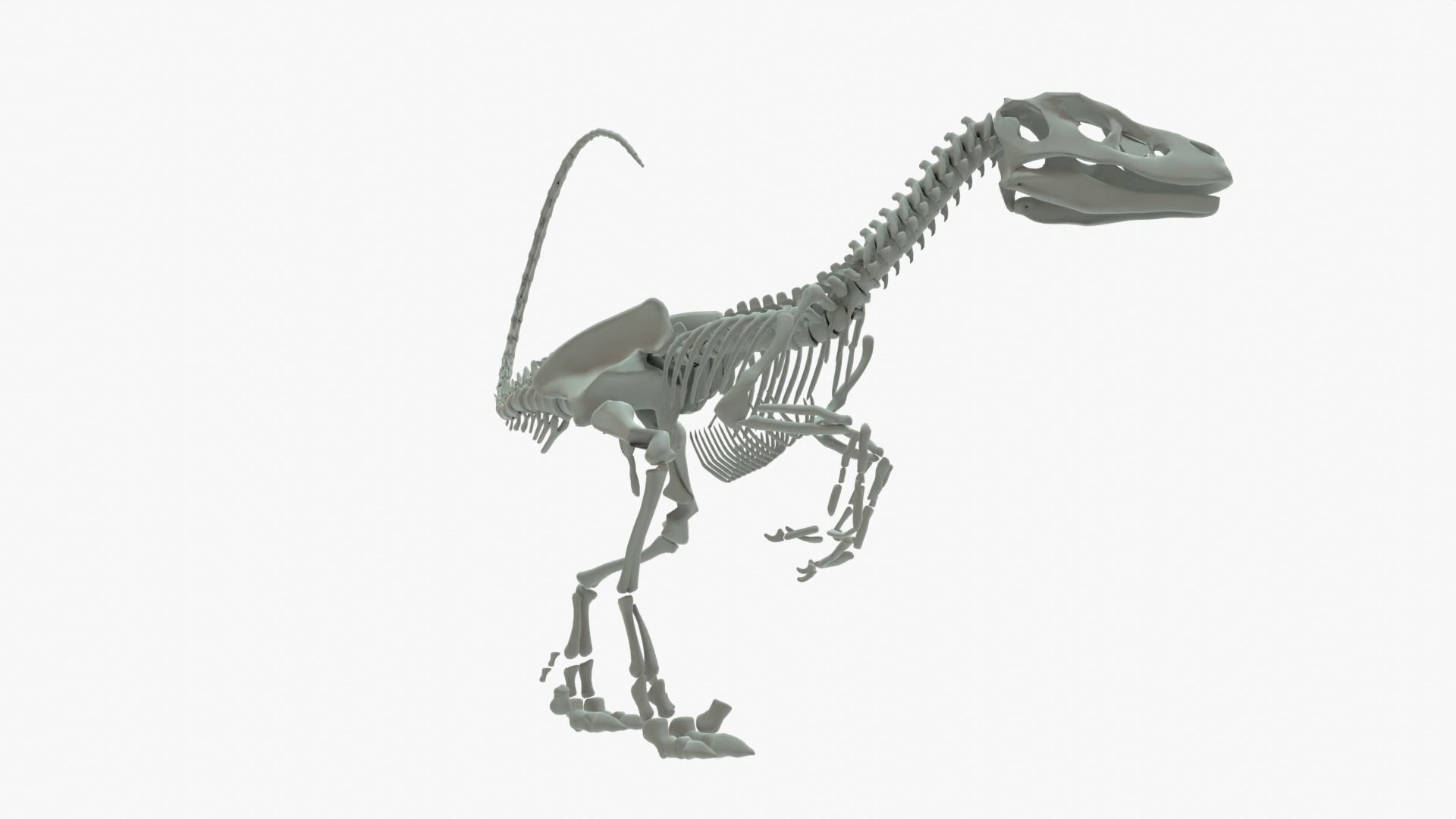 Velociraptor Rigged Skeleton Low-poly 3D model_7
