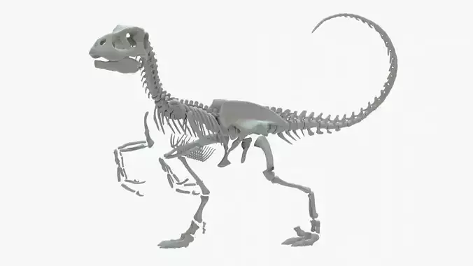 Velociraptor Rigged Skeleton