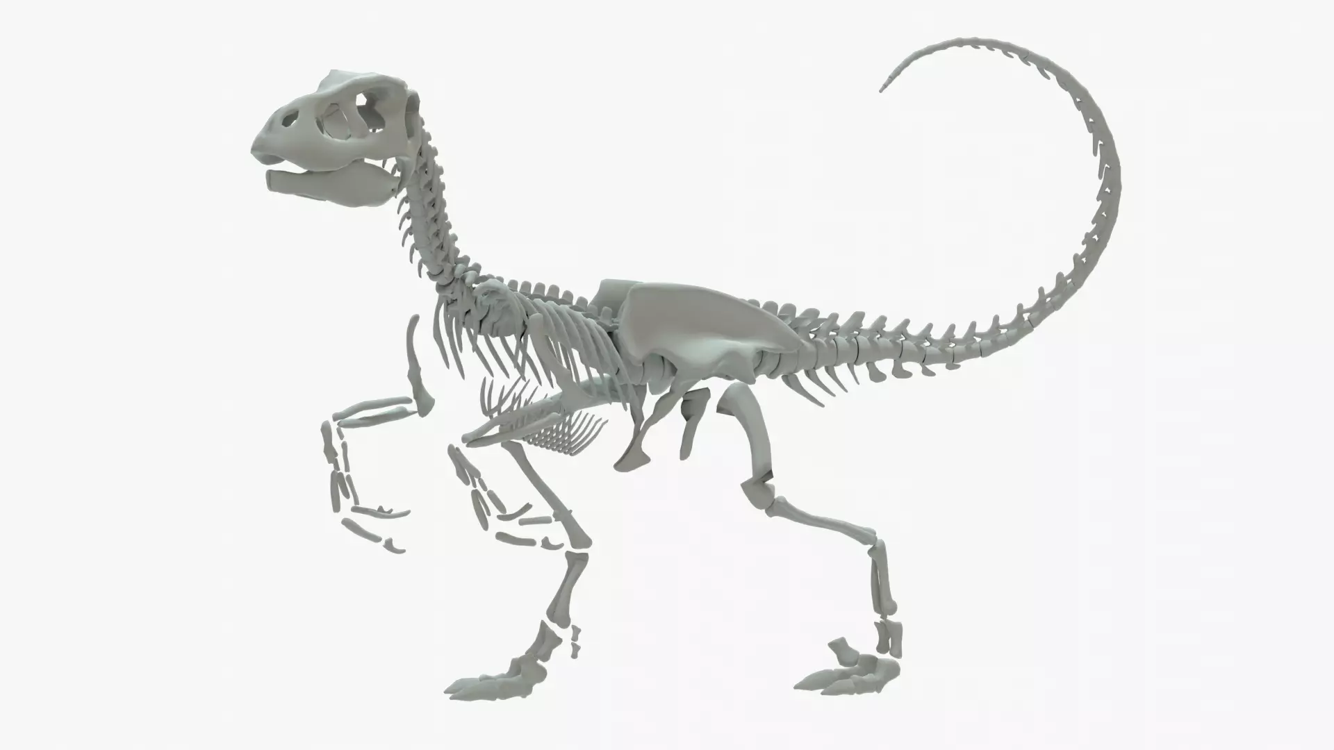 Velociraptor Rigged Skeleton Low-poly 3D model_0