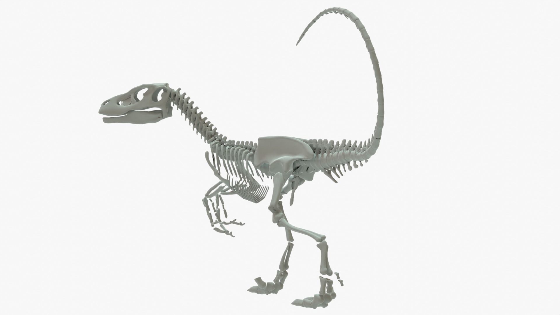Velociraptor Rigged Skeleton Low-poly 3D model_3