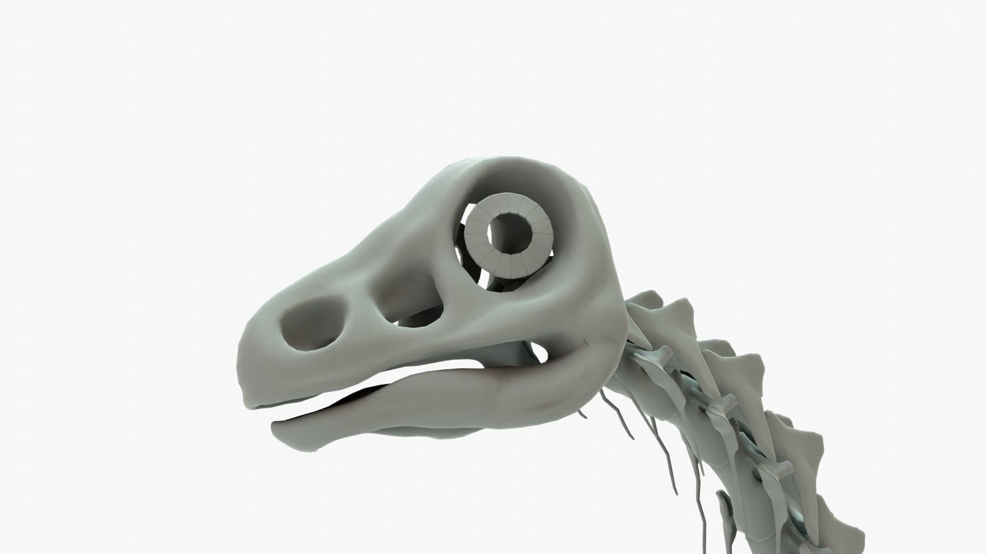 Argentinosaurus Rigged Basemesh With Skeleton 3D Model Collection_7