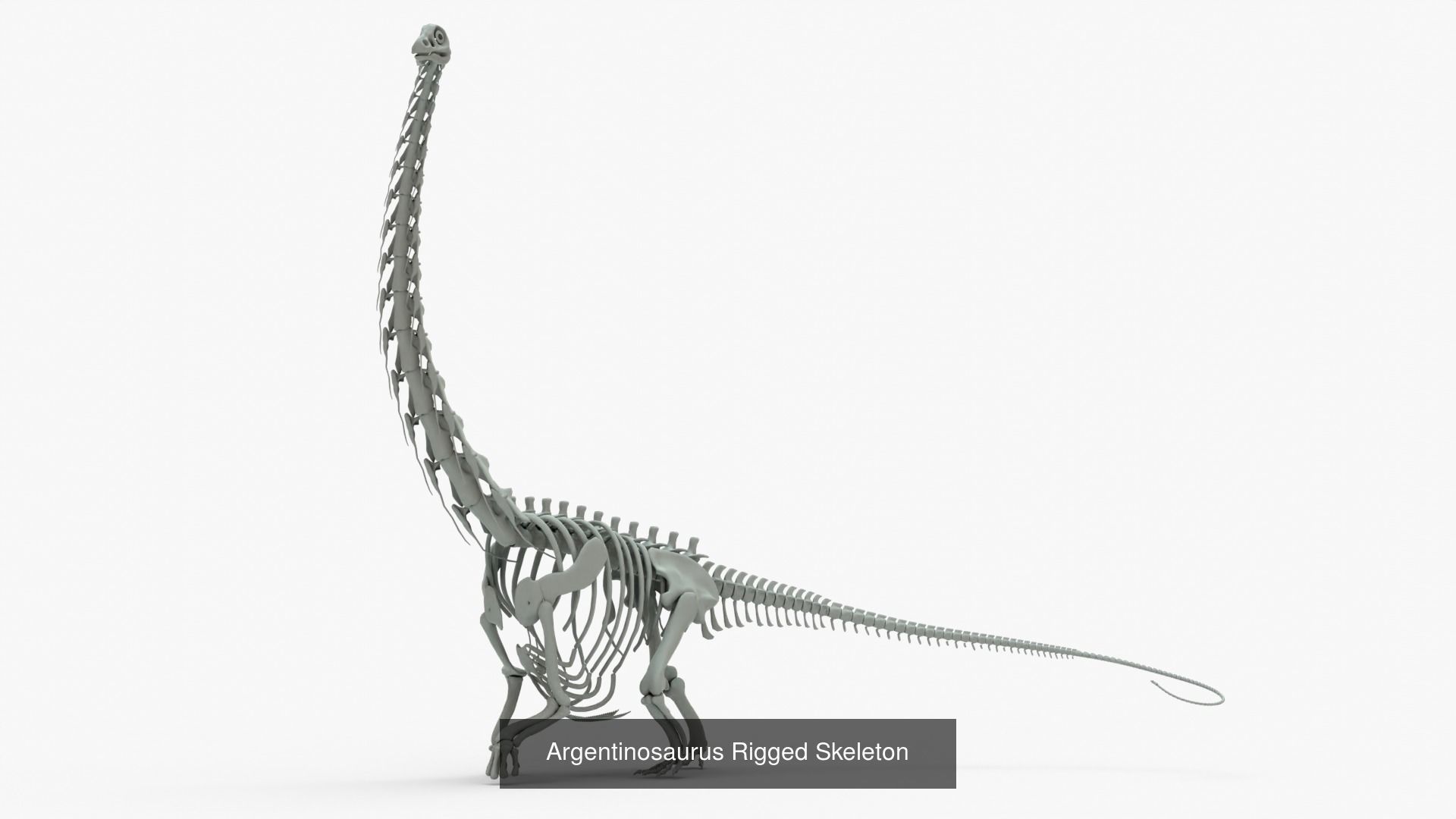 Argentinosaurus Rigged Basemesh With Skeleton 3D Model Collection_4