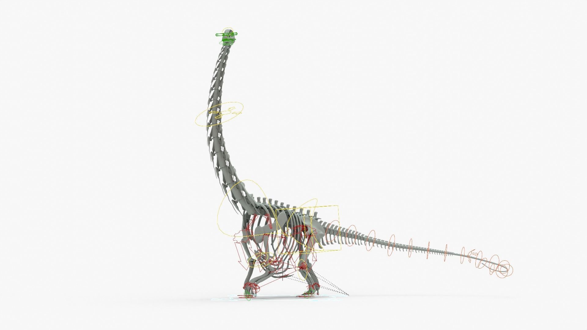 Argentinosaurus Rigged Basemesh With Skeleton 3D Model Collection_23